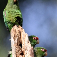 PARAKEETS         EL ORO    Buenaventura.jpg