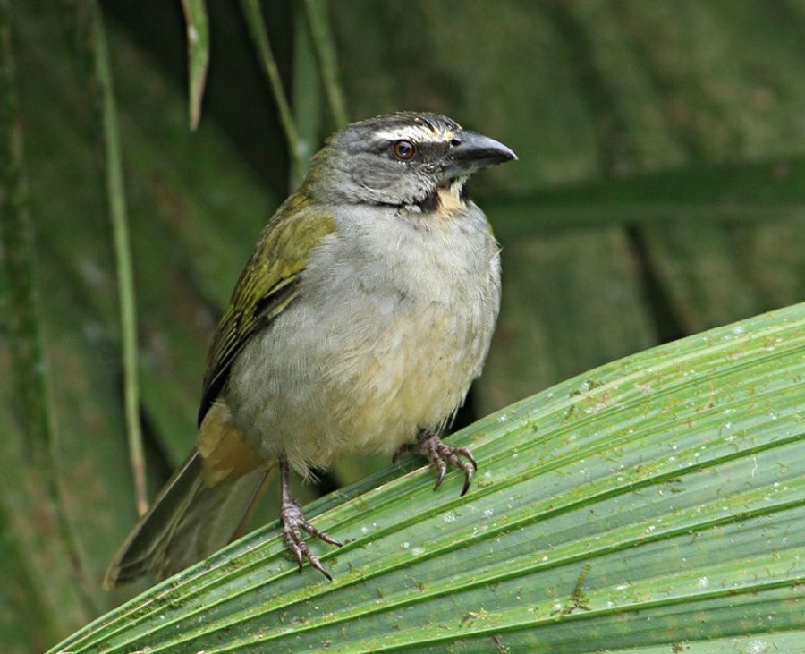 SALTATOR         BUFF THROATED    Rancho Suamox.jpg