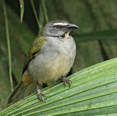 SALTATOR         BUFF THROATED    Rancho Suamox.jpg