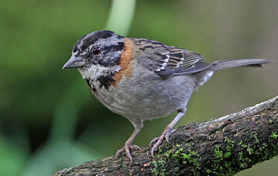 SPARROW        RUFOUS COLLARED    S.J.Quito.jpg