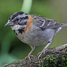 SPARROW        RUFOUS COLLARED    S.J.Quito.jpg