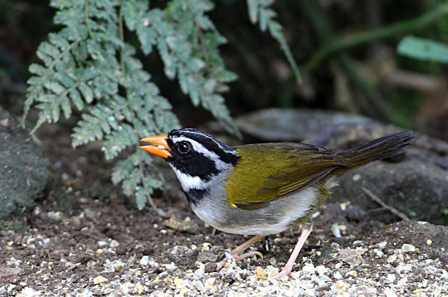 SPARROW       ORANGE BILLED   S.J.Milpe.jpg