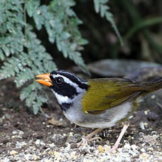 SPARROW       ORANGE BILLED   S.J.Milpe.jpg