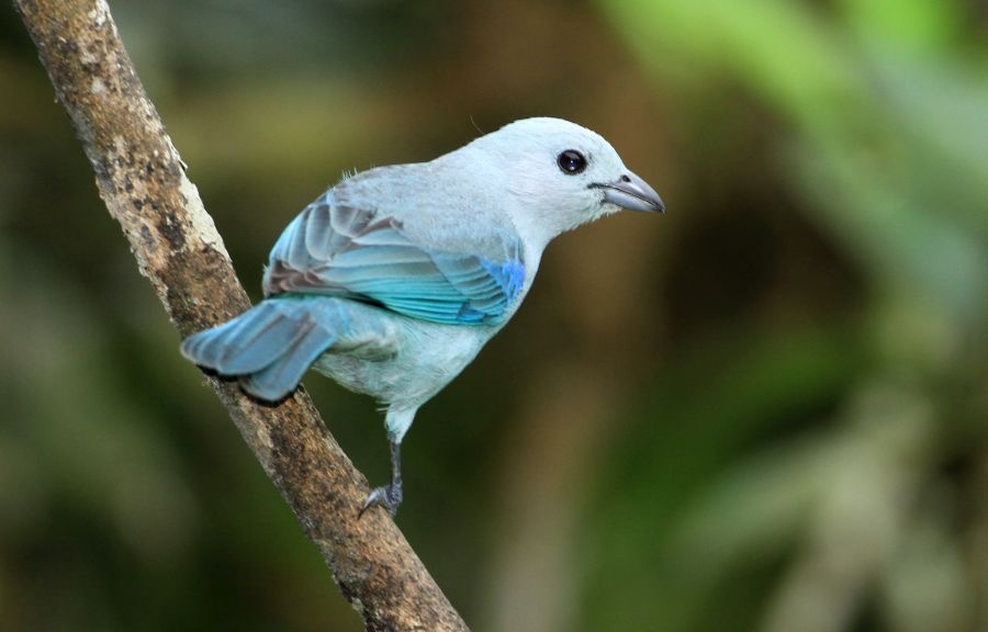TANAGER           BLUE-GREY     Rancho  Suamox.jpg
