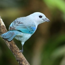 TANAGER           BLUE-GREY     Rancho  Suamox.jpg