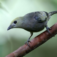 TANAGER       PALM         Copalinga.jpg