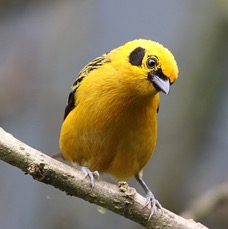TANAGER    GOLDEN        S.J.Tandayapa..jpg