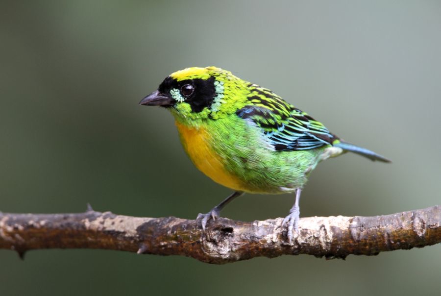 TANAGER    GREEN & GOLD       Copalinga.jpg
