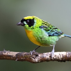 TANAGER    GREEN & GOLD       Copalinga.jpg