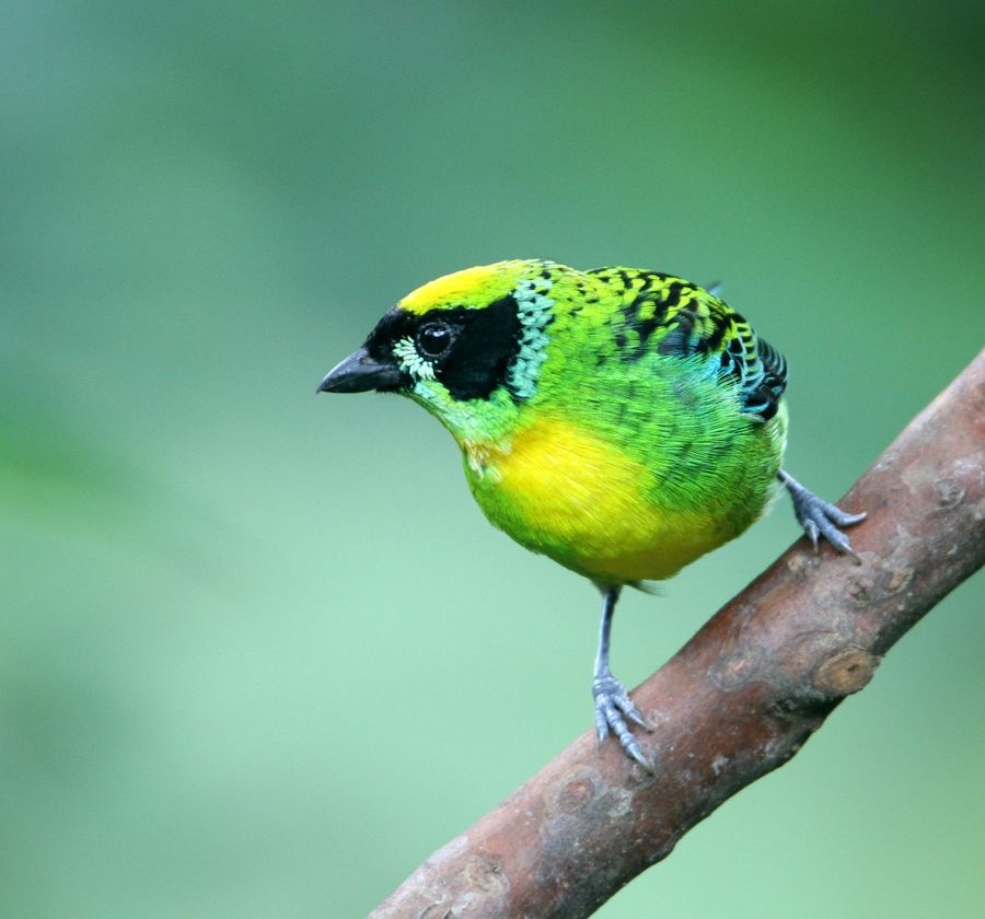 TANAGER    GREEN & GOLD   Copalinga.jpg