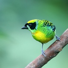 TANAGER    GREEN & GOLD   Copalinga.jpg