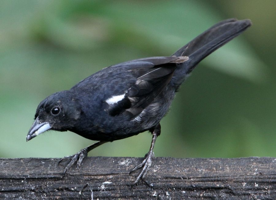 TANAGER    WHITE-LINED   male  Copalinga.jpg