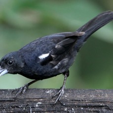 TANAGER    WHITE-LINED   male  Copalinga.jpg