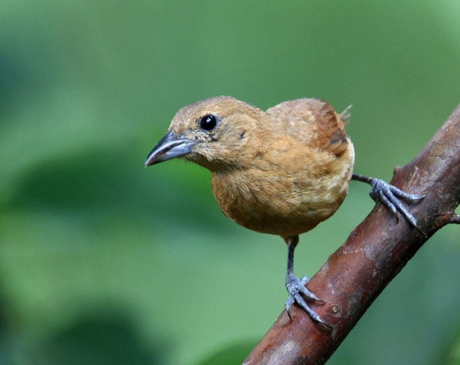 TANAGER    WHITE-LINED  female Copalinga.jpg