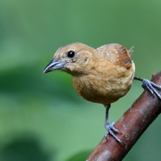 TANAGER    WHITE-LINED  female Copalinga.jpg