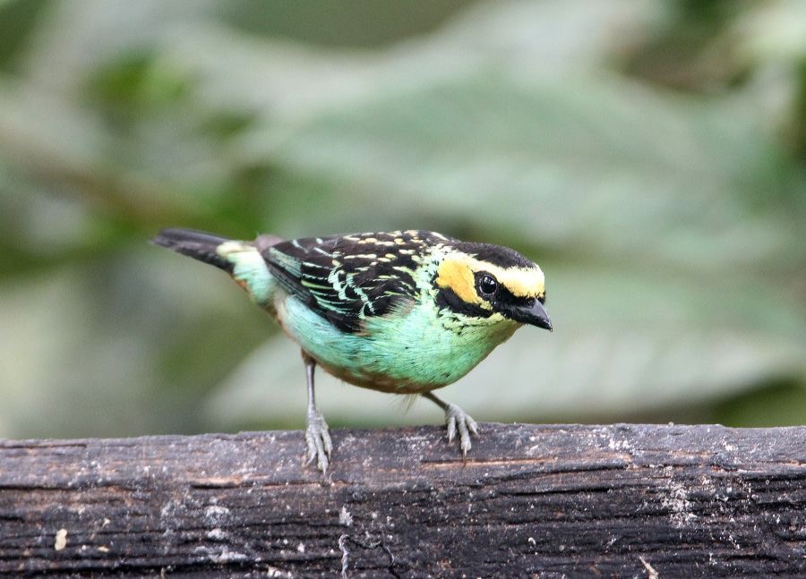 TANAGER   GOLDEN EARED  Copalinga.jpg