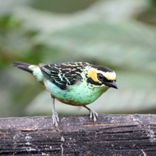 TANAGER   GOLDEN EARED  Copalinga.jpg