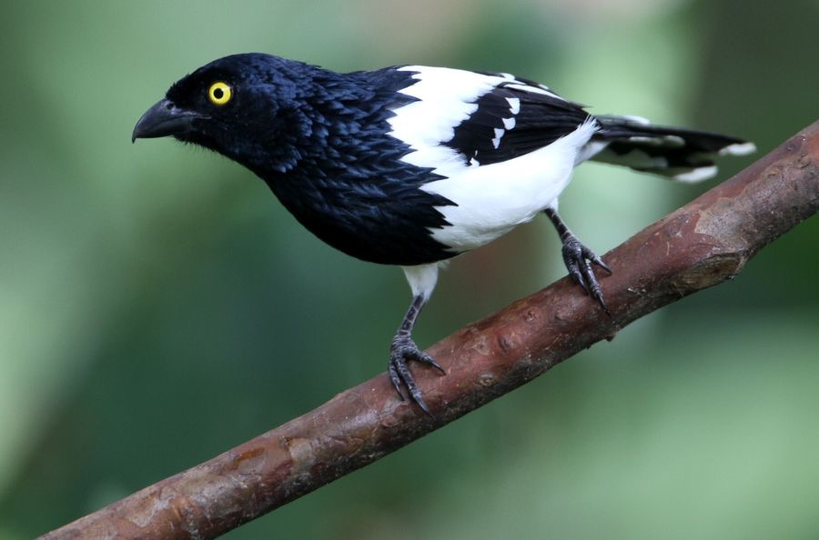 TANAGER   MAGPIE    Copalinga.jpg