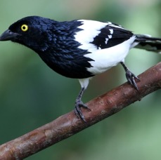 TANAGER   MAGPIE    Copalinga.jpg