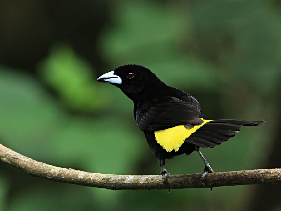 TANAGER  LEMON RUMPED  Rancho Suamox.jpg