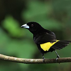 TANAGER  LEMON RUMPED  Rancho Suamox.jpg