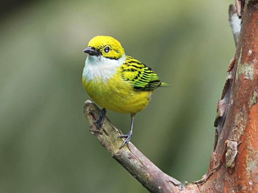 TANAGER  SILVER   THROATED   Rancho Suamox.jpg