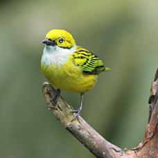 TANAGER  SILVER   THROATED   Rancho Suamox.jpg