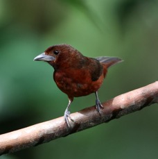 TANAGER  SILVER-BEAKED female Copalinga.jpg