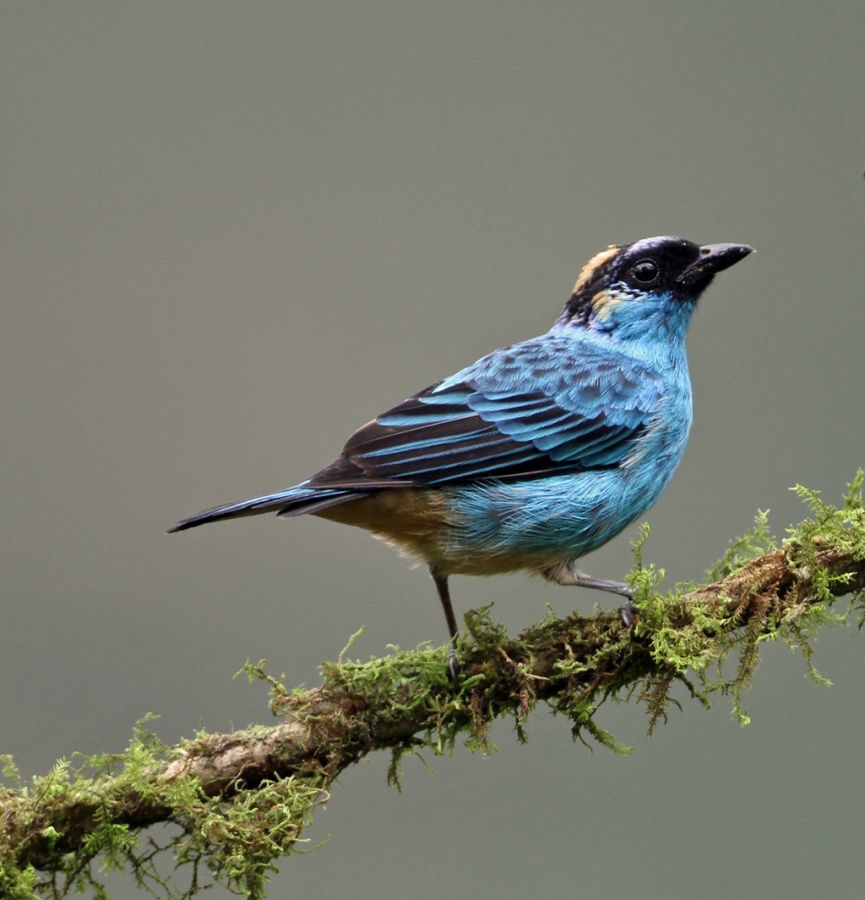 TANAGER GOLDEN NAPED   S.J. Tandayapa.jpg