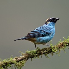 TANAGER GOLDEN NAPED   S.J. Tandayapa.jpg