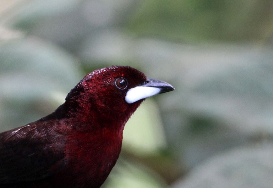 TANAGER SILVER-BEAKED male Copalinga.jpg