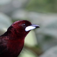 TANAGER SILVER-BEAKED male Copalinga.jpg