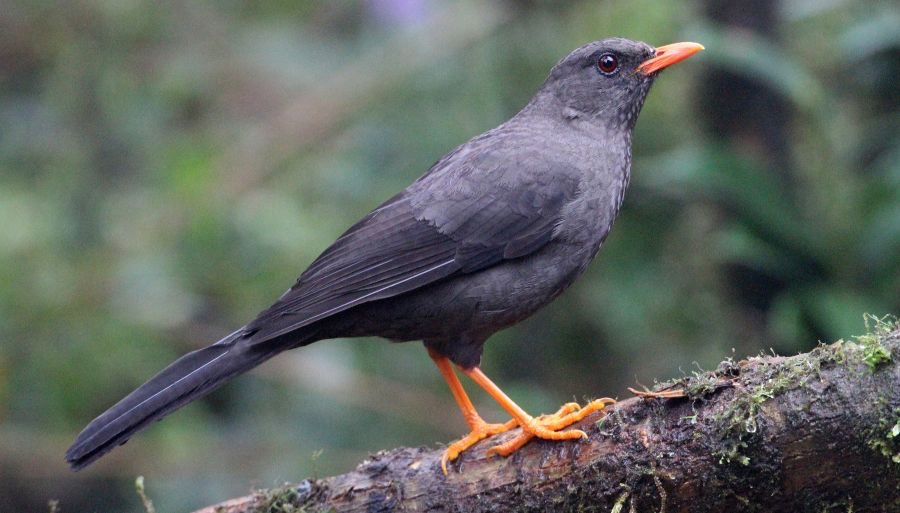 THRUSH       GREAT female  Tapichalaca.jpg
