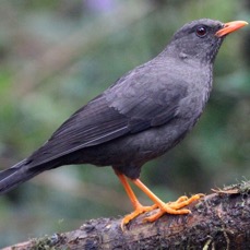 THRUSH       GREAT female  Tapichalaca.jpg