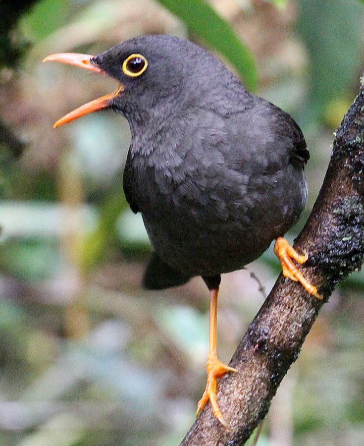 THRUSH      GREAT  male   Tapichalaca.jpg