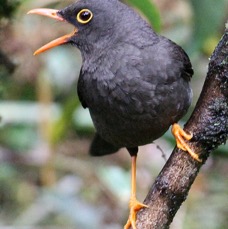 THRUSH      GREAT  male   Tapichalaca.jpg
