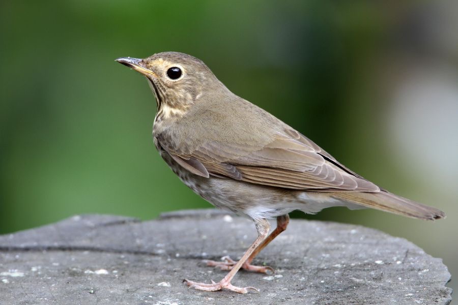 THRUSH   SWAINSONS  Copalinga.jpg