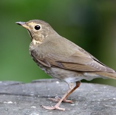 THRUSH   SWAINSONS  Copalinga.jpg