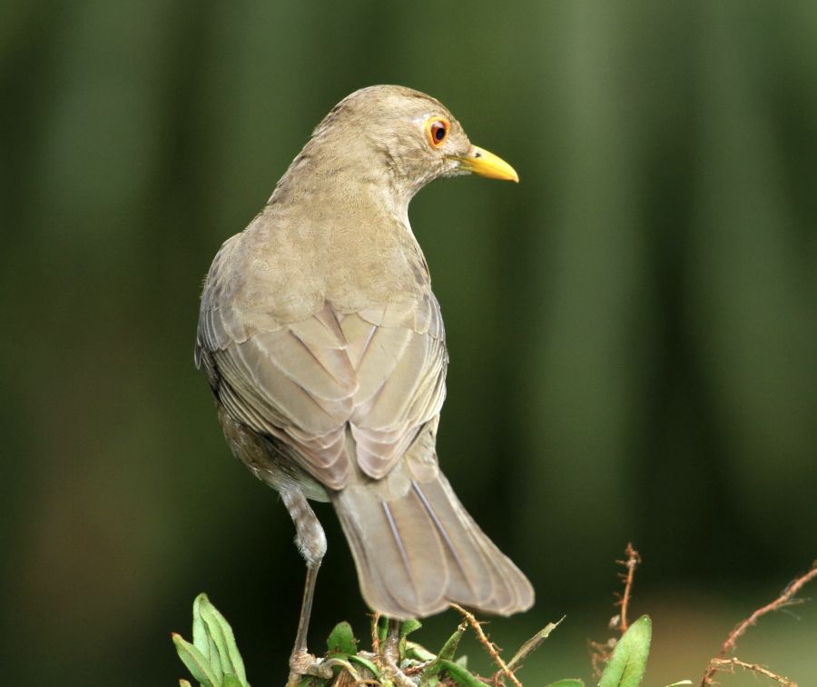 THRUSH  ECUADORIAN       Rancho Suamox.jpg
