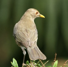 THRUSH  ECUADORIAN       Rancho Suamox.jpg