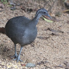 TINAMOU     GREY          Copalinga.jpg