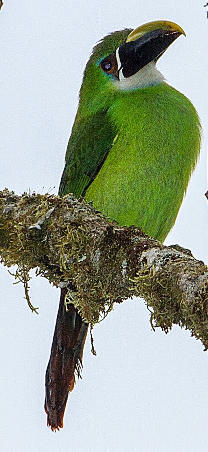 TOUCANET  EMERALD                  San Isidro.jpg