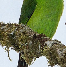 TOUCANET  EMERALD                  San Isidro.jpg