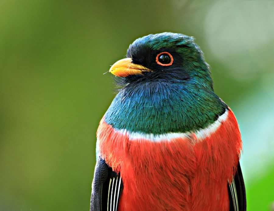 TROGAN      MASKED  male  Tandayapa B L.jpg