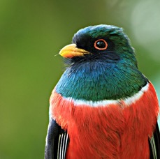 TROGAN      MASKED  male  Tandayapa B L.jpg