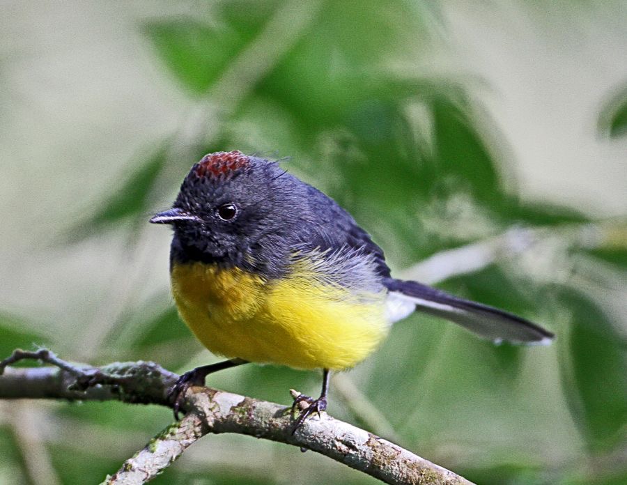 WHITESTART  SLATE THROATED      S.J.Tandayapa.jpg