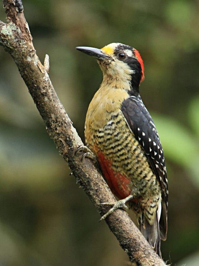 WOODPECKER BLACK CHEEKED  Rancho Suamox.jpg