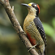WOODPECKER BLACK CHEEKED  Rancho Suamox.jpg