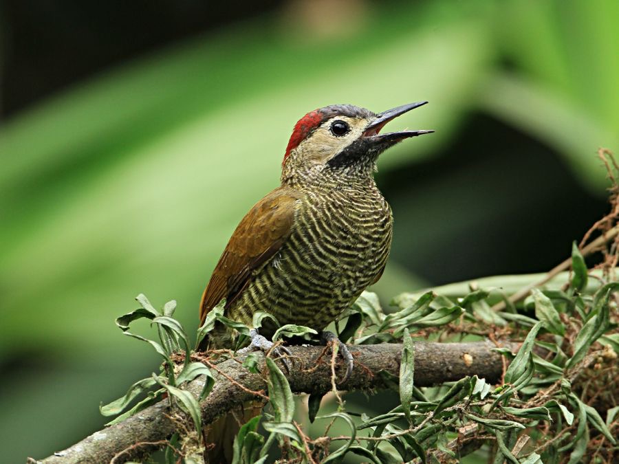 WOODPECKER GOLDEN OLIVE  Rancho Suamox.jpg