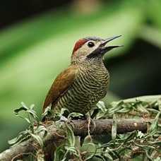 WOODPECKER GOLDEN OLIVE  Rancho Suamox.jpg
